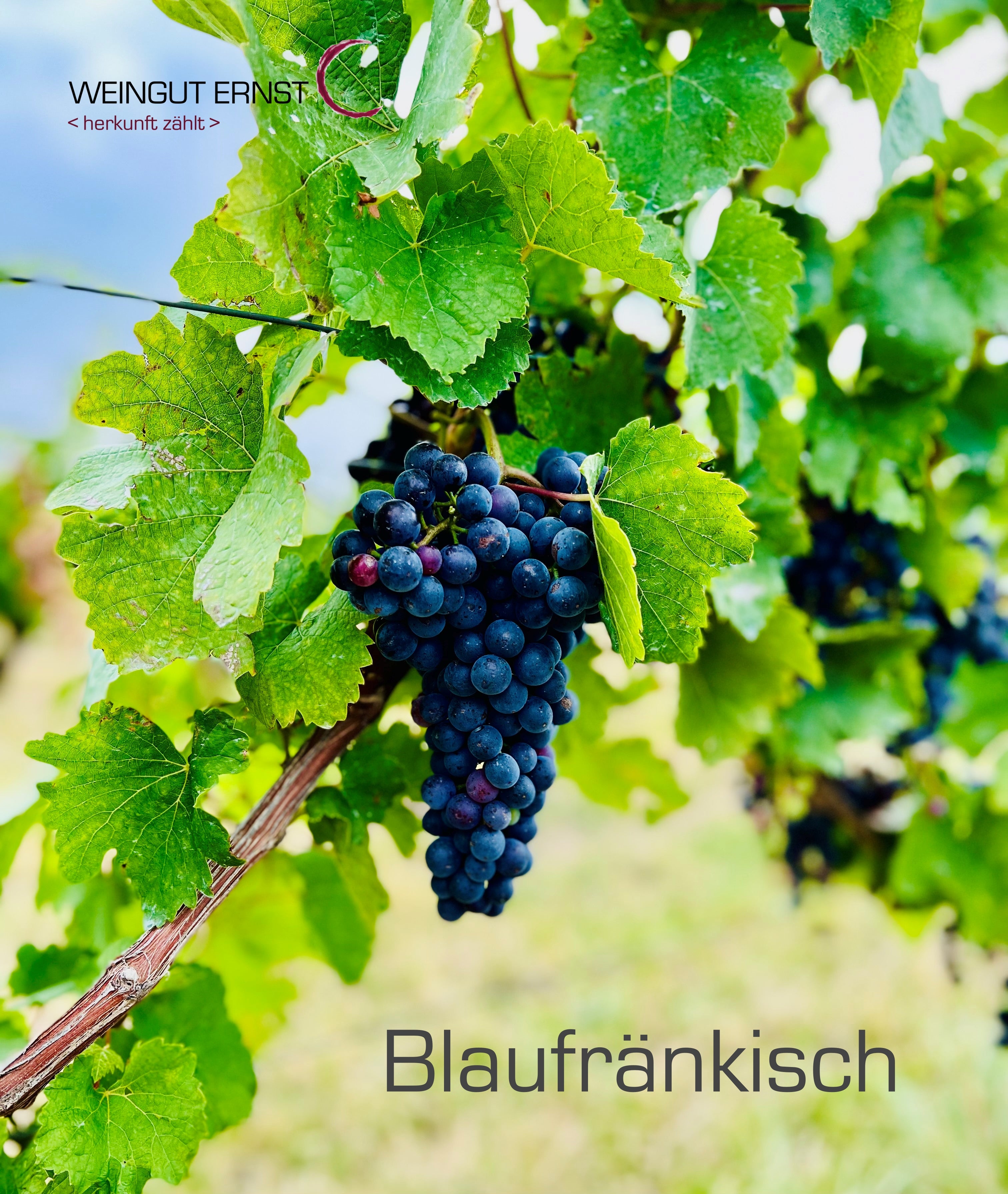 BIO <b>Blaufränkisch</b> Deutschkreutz