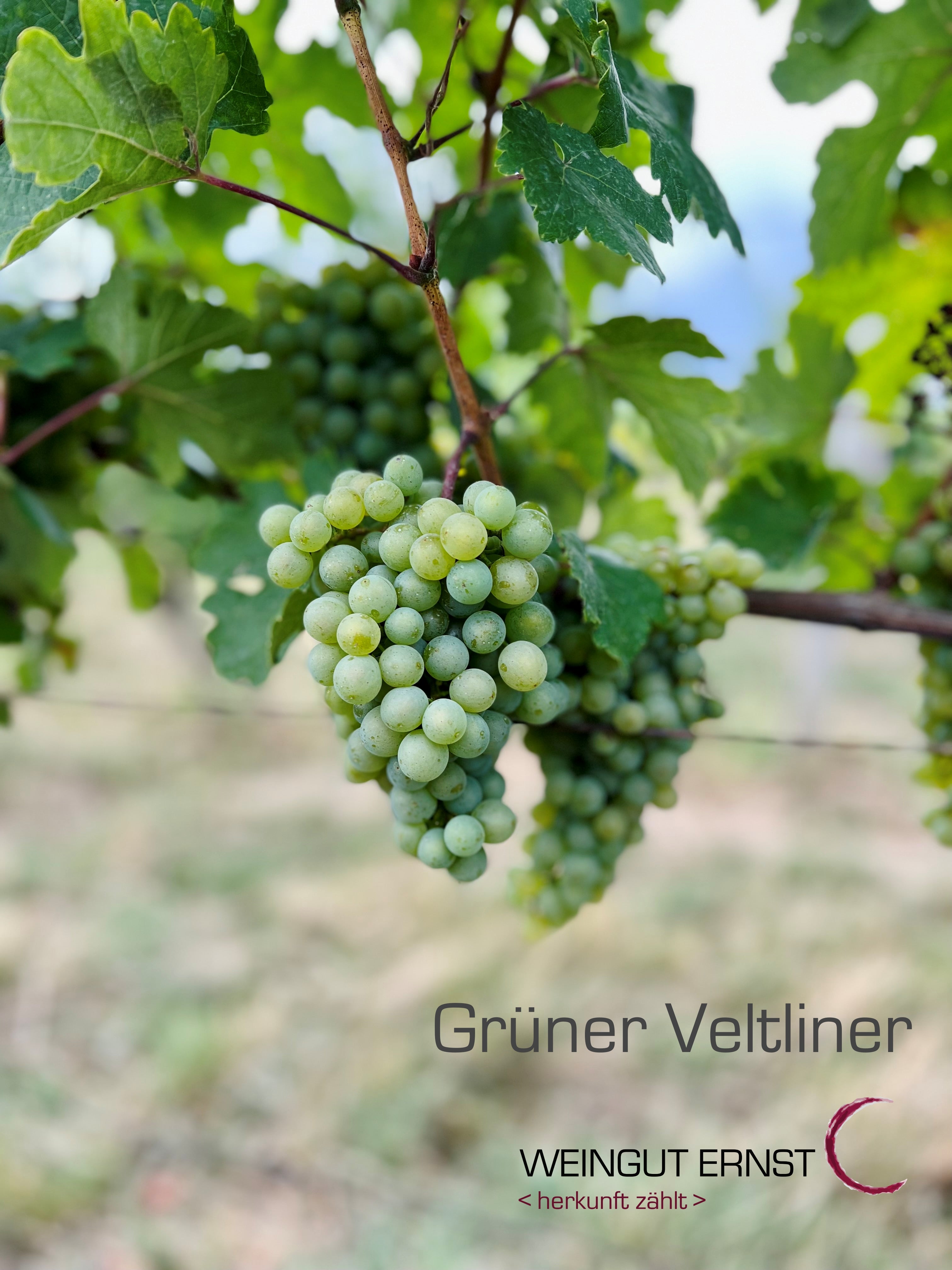 BIO <b>Grüner Veltliner</b>