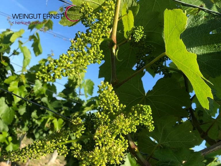Fragile Blüten im Weingarten – Weingut Ernst