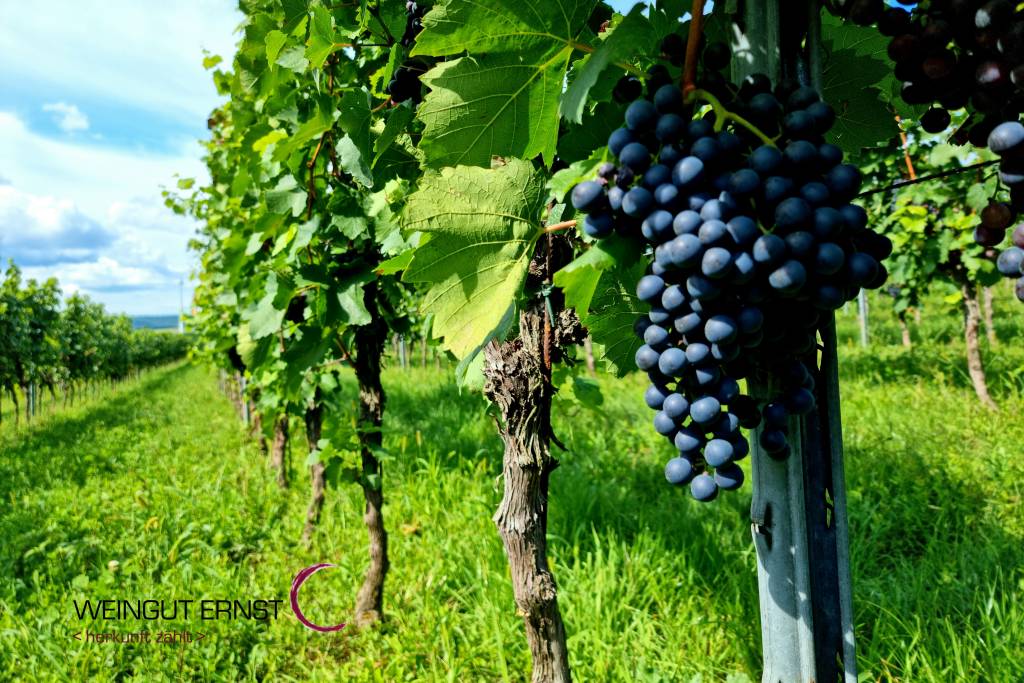 Das Weinjahr 2021