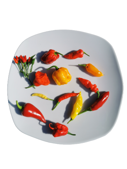 Chili aus Deutschkreutz