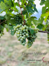 BIO Grüner Veltliner